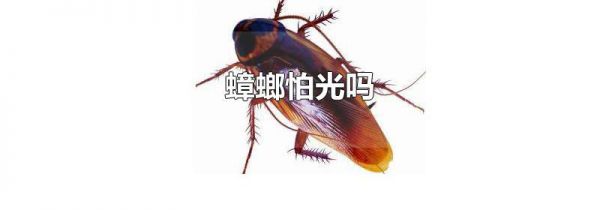 蟑螂怕光吗