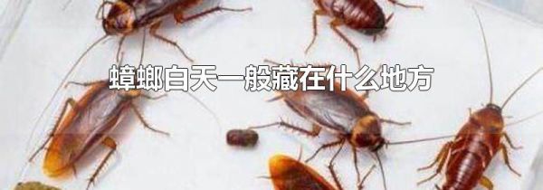 蟑螂白天一般藏在什么地方