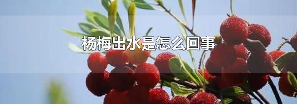 杨梅出水是怎么回事