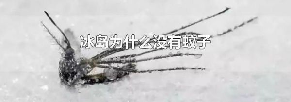 冰岛为什么没有蚊子