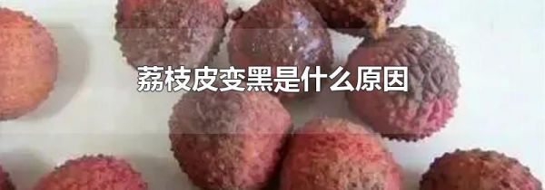 荔枝皮变黑是什么原因