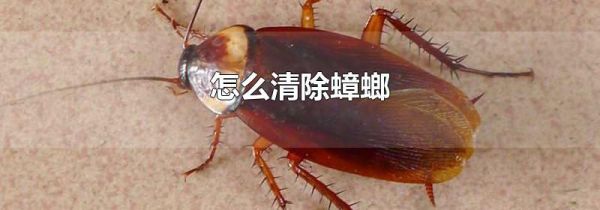 怎么清除蟑螂