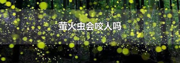 萤火虫会咬人吗