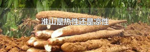 淮山是热性还是凉性