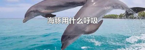 海豚用什么呼吸