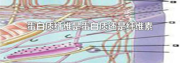 蛋白质纤维是蛋白质还是纤维素