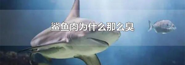 鲨鱼肉为什么那么臭