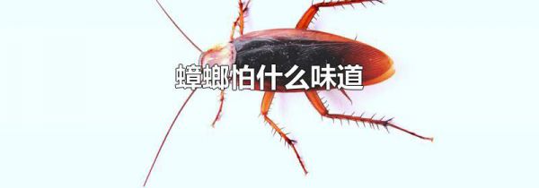 蟑螂怕什么味道