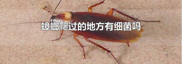 蟑螂爬过的地方有细菌吗