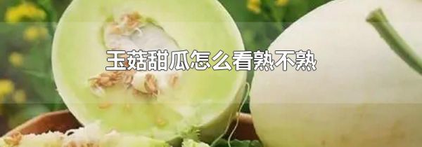 玉菇甜瓜怎么看熟不熟