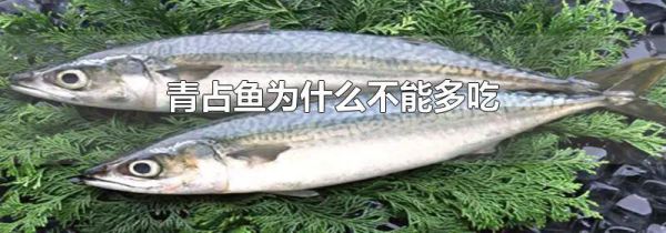 青占鱼为什么不能多吃