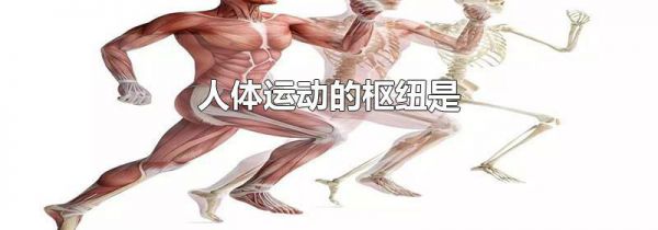 人体运动的枢纽是