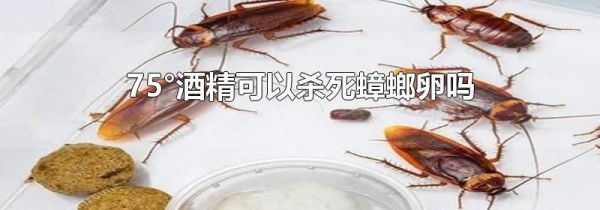 75°酒精可以杀死蟑螂卵吗
