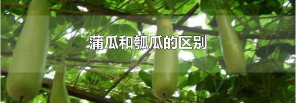 蒲瓜和瓠瓜的区别