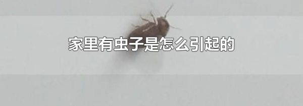 家里有虫子是怎么引起的