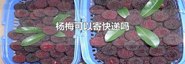 杨梅可以寄快递吗
