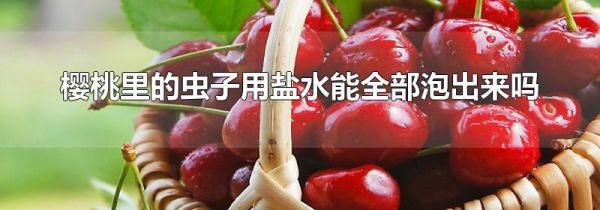 樱桃里的虫子用盐水能全部泡出来吗