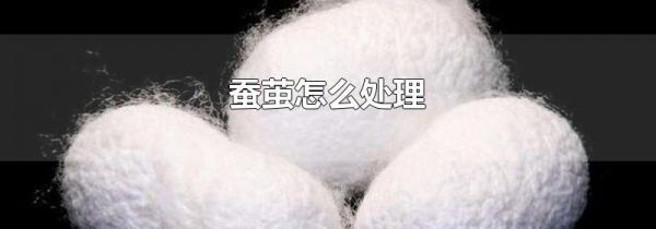 蚕茧怎么处理