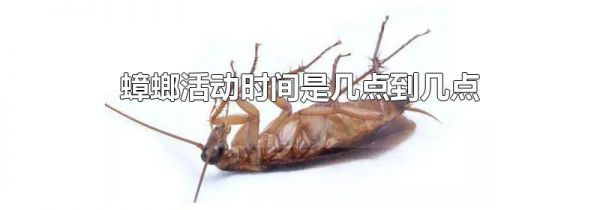 蟑螂活动时间是几点到几点