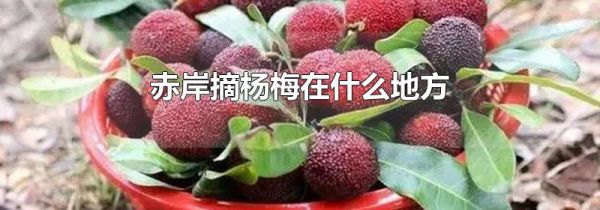 赤岸摘杨梅在什么地方