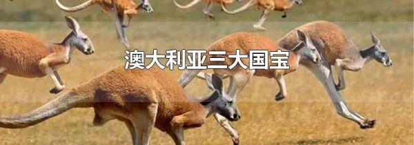 澳大利亚三大国宝