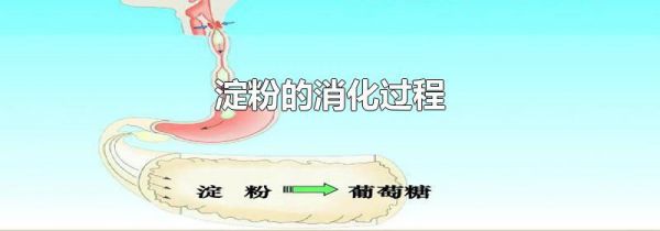 淀粉的消化过程