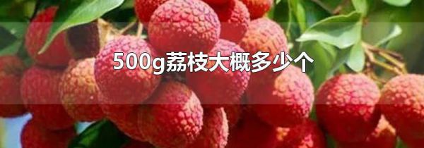 500g荔枝大概多少个