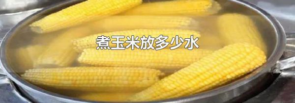 煮玉米放多少水