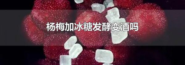 杨梅加冰糖发酵变酒吗