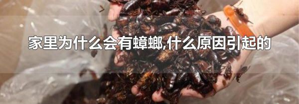 家里为什么会有蟑螂,什么原因引起的