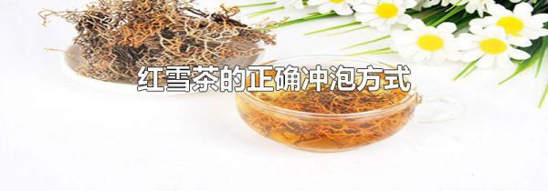 红雪茶的正确冲泡方式
