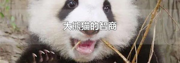 大熊猫的智商