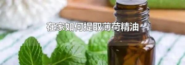 在家如何提取薄荷精油