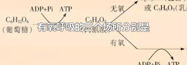 有氧呼吸的三个场所分别是