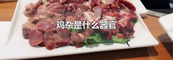 鸡杂是什么器官