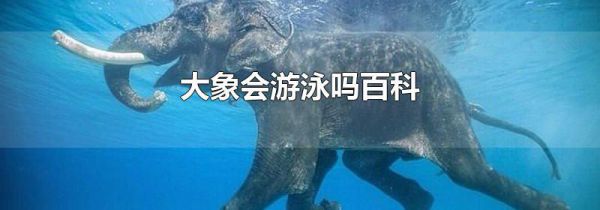 大象会游泳吗百科
