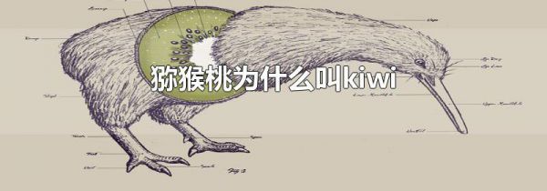 猕猴桃为什么叫kiwi