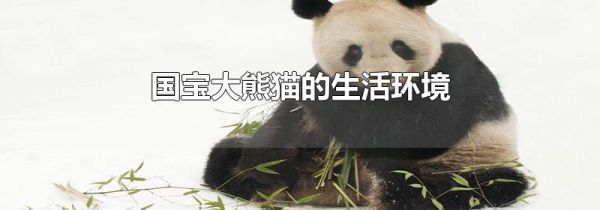 国宝大熊猫的生活环境
