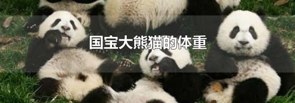 国宝大熊猫的体重