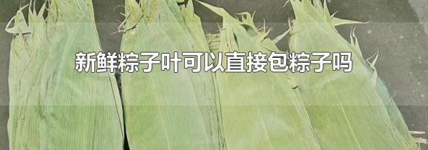 新鲜粽子叶可以直接包粽子吗