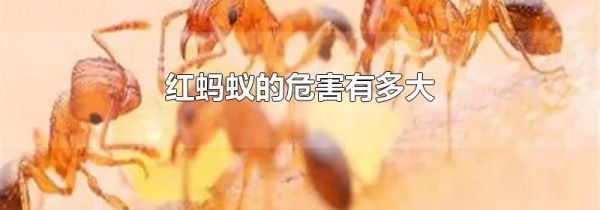 红蚂蚁的危害有多大