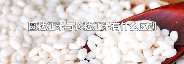 圆粒江米与长粒江米有什么区别