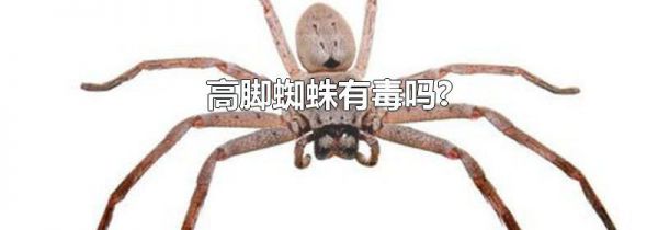 高脚蜘蛛有毒吗?