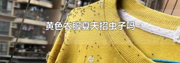 黄色衣服夏天招虫子吗