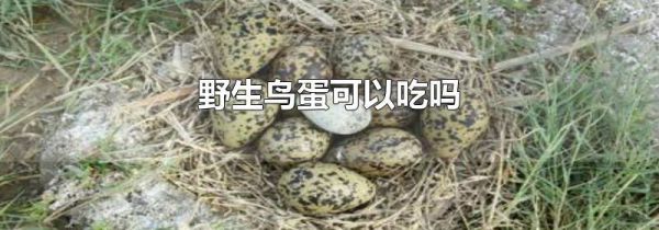 野生鸟蛋可以吃吗