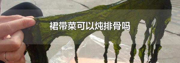 裙带菜可以炖排骨吗