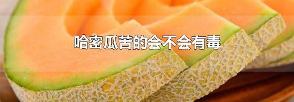 哈密瓜苦的会不会有毒