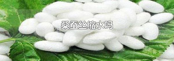 桑蚕丝缩水吗