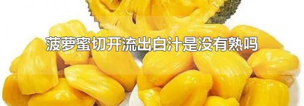 菠萝蜜切开流出白汁是没有熟吗