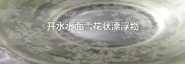 开水水面雪花状漂浮物